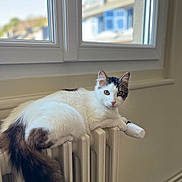 Voldemort a rejoint le concours — aidez-le/la à gagner de superbes lots ! cat, indoor, window, radiator, white, black, fluffy, pet, animal, curious, resting, domestic, fur, tail, home, cozy, portrait, looking, relaxed, natural_light