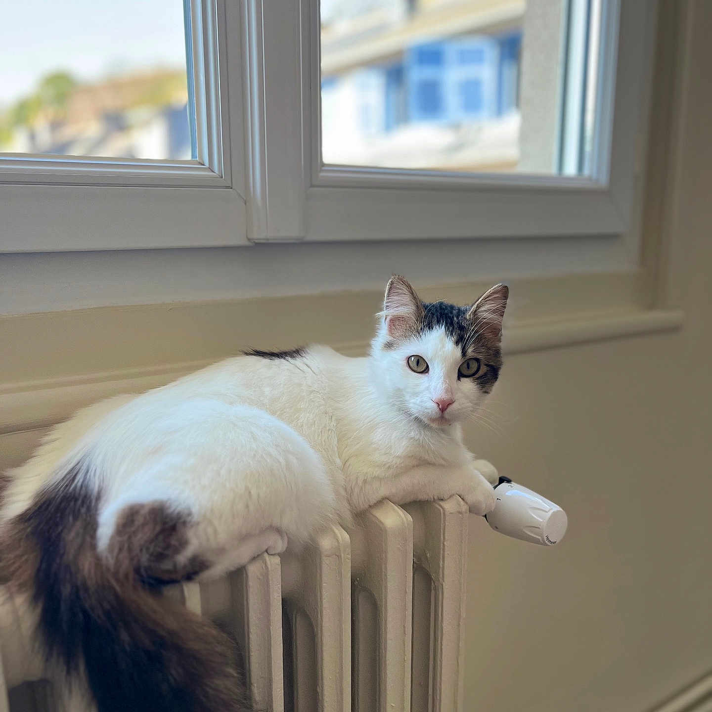 Voldemort a rejoint le concours — aidez-le/la à gagner de superbes lots ! animal, black, cat, cozy, curious, domestic, fluffy, fur, home, indoor, looking, natural_light, pet, portrait, radiator, relaxed, resting, tail, white, window