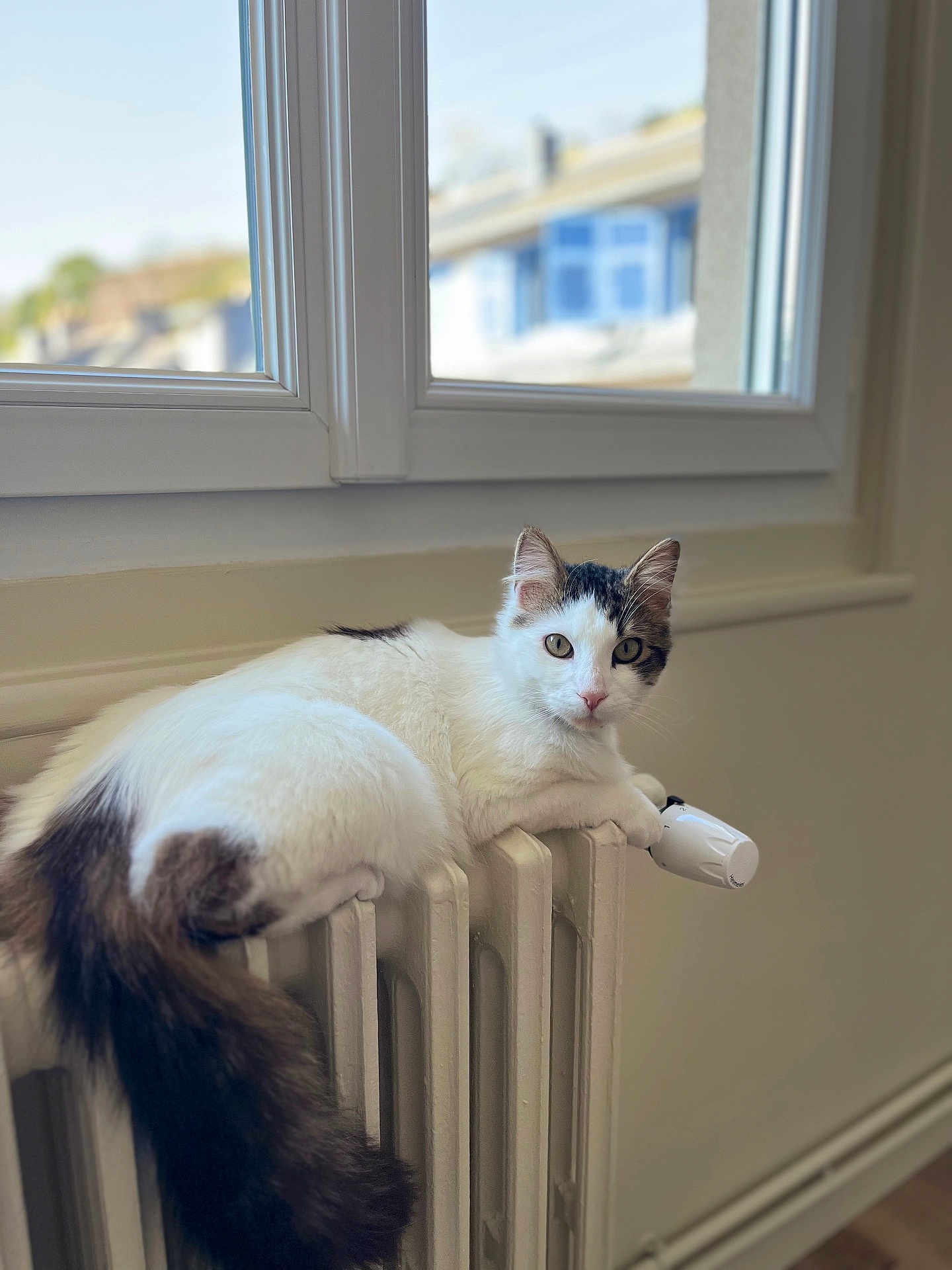 Voldemort a rejoint le concours — aidez-le/la à gagner de superbes lots ! cat, indoor, window, radiator, white, black, fluffy, pet, animal, curious, resting, domestic, fur, tail, home, cozy, portrait, looking, relaxed, natural_light