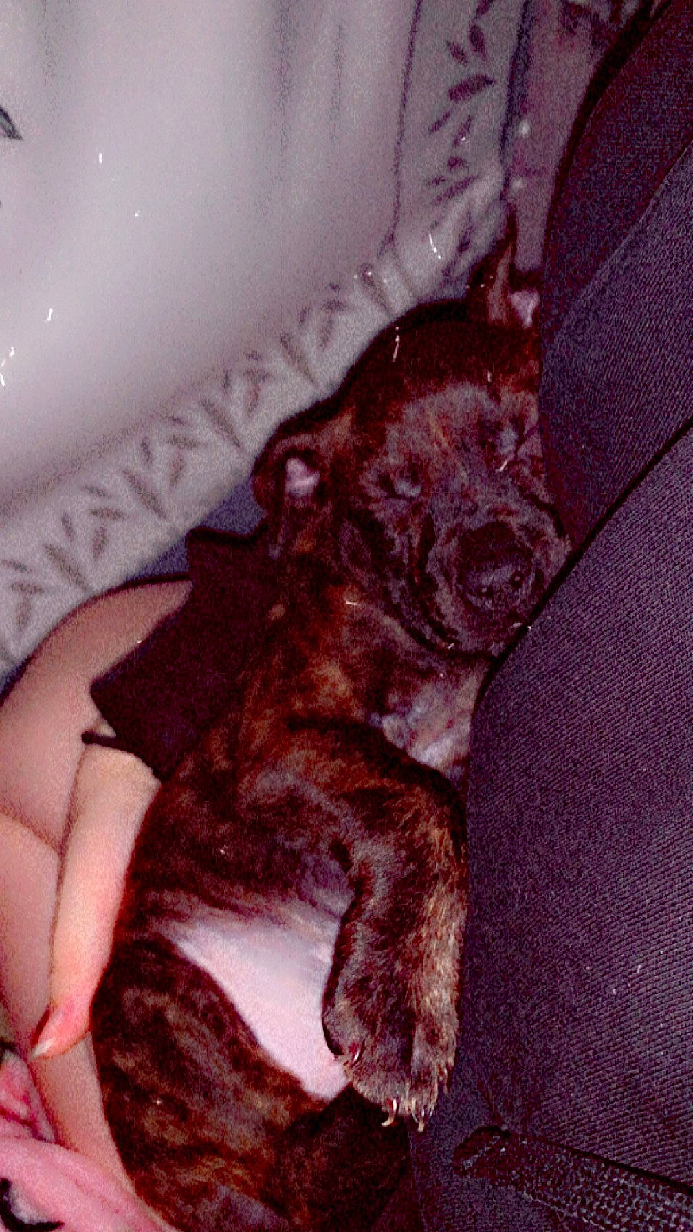 Apollo joined the competition — help win amazing prizes! canidae, carnivore, comfort, companion_dog, dog, dog_breed, fawn, felidae, fur, human_leg, linens, liver, small_to_medium_sized_cats, sporting_group, tail, terrestrial_animal, thigh, toy_dog, whiskers, working_animal