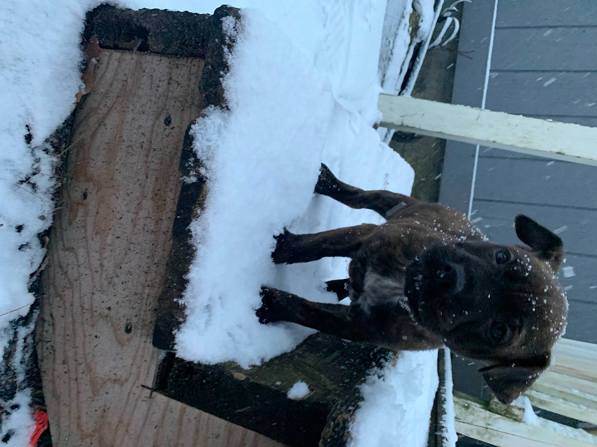 Apollo joined the competition — help win amazing prizes! art, event, freezing, fur, ice, metal, precipitation, slope, snow, water, white, winter, wood, working_animal