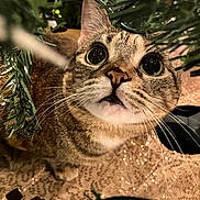 Summer is registered to the contest to win money with this photo: cat, tabby, wide_eyes, whiskers, christmas_tree, greenery, curious, pet, animal, indoor, close_up, feline, festive, exploration, nature, branch, playful, cute, looking_up, holiday