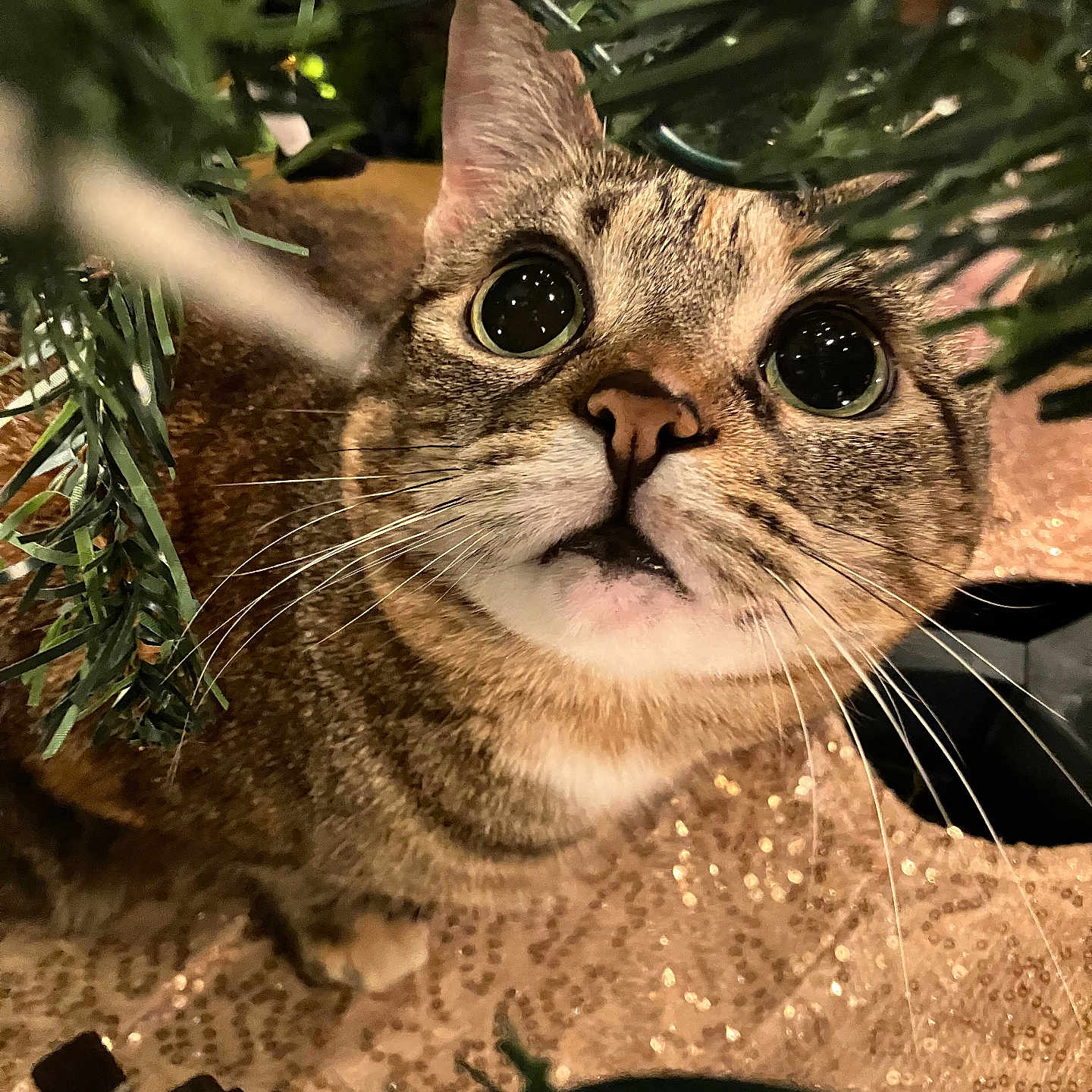 Summer is registered to the contest to win money with this photo: cat, tabby, wide_eyes, whiskers, christmas_tree, greenery, curious, pet, animal, indoor, close_up, feline, festive, exploration, nature, branch, playful, cute, looking_up, holiday