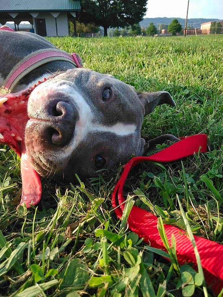 Jade is registered to the contest to win money with this photo: canidae, carnivore, collar, companion_dog, dog, dog_breed, dog_collar, fashion_accessory, fawn, grass, grassland, pet_supply, plant, sky, snout, soil, sporting_group, tree, whiskers, working_animal