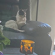 Princess is registered to the contest to win money with this photo: animal, armchair, black_and_white_cat, cat, cozy, decorative_cup, fluffy, furry, goblet, houseplant, indoor, leather_chair, living_room, lounging, pet, portrait, sitting, sunlight, table, window