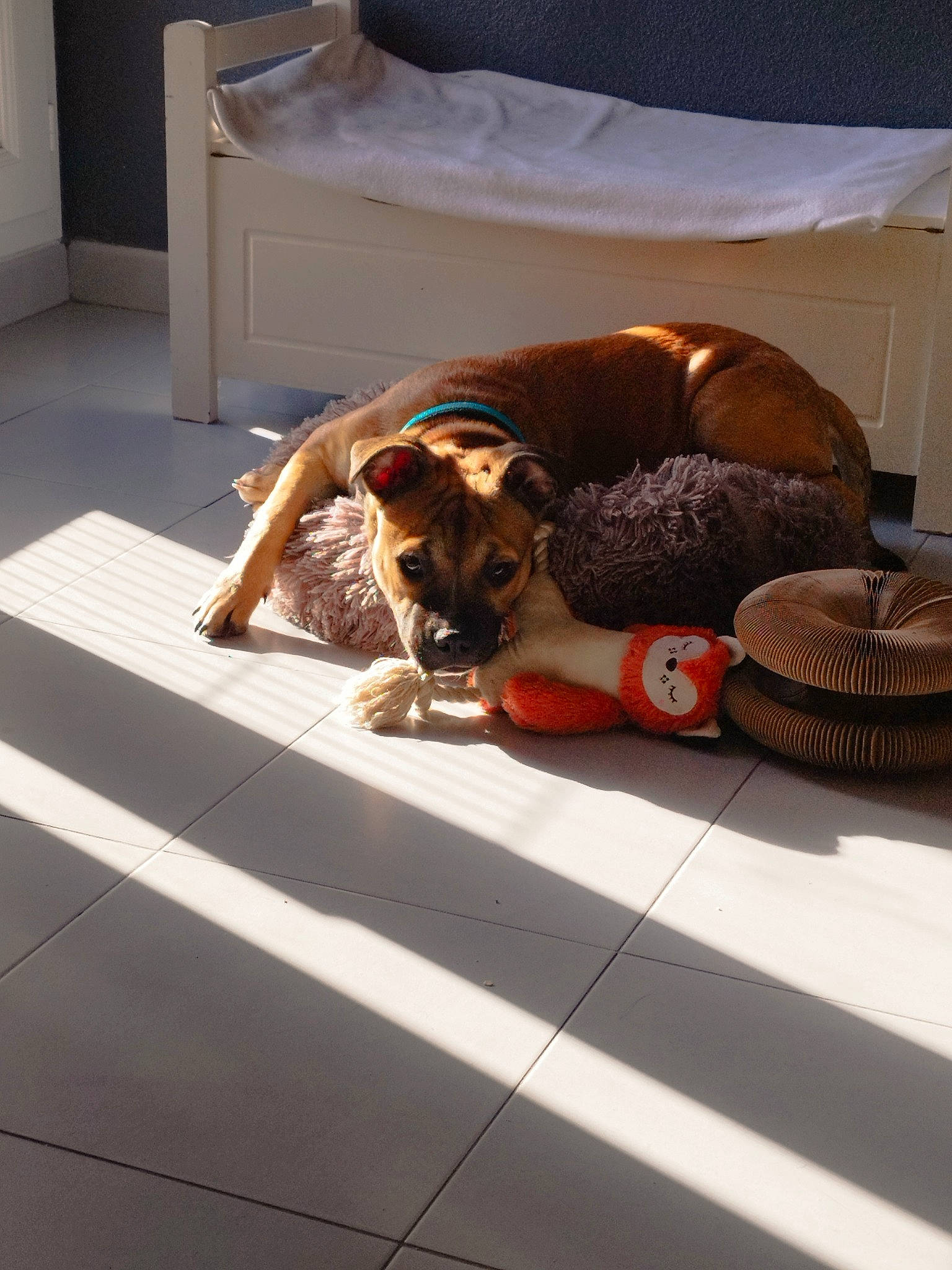 Goku a rejoint le concours — aidez-le/la à gagner de superbes lots ! bed, cabinetry, carnivore, comfort, companion_dog, dog, dog_breed, fawn, felidae, floor, flooring, fur, hardwood, living_room, room, small_to_medium_sized_cats, sporting_group, tints_and_shades, wood, wood_flooring