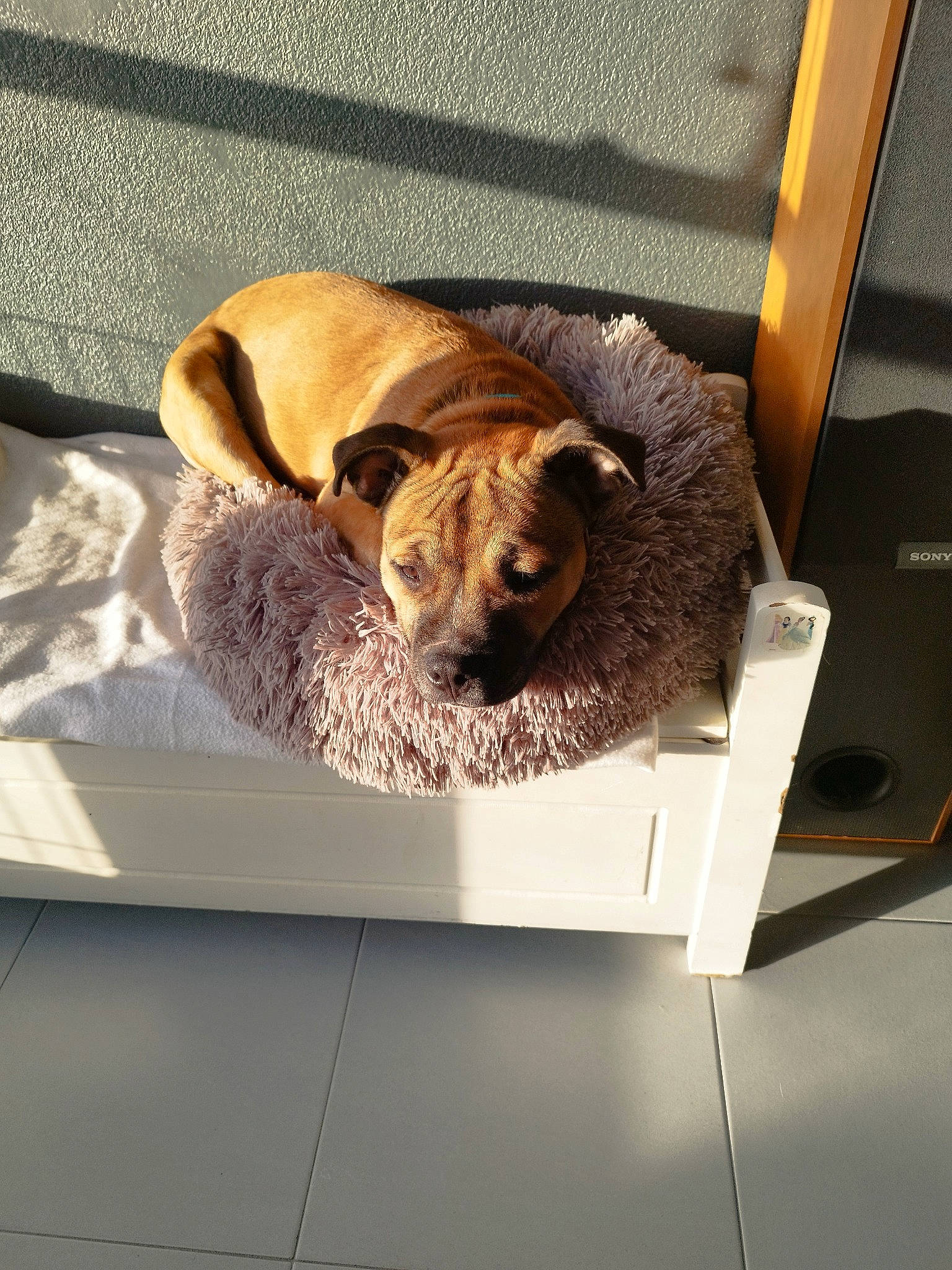 Goku participe au concours pour gagner de l'argent avec cette photo : canidae, carnivore, comfort, companion_dog, dog, dog_breed, fawn, flooring, fur, rectangle, room, snout, sporting_group, terrestrial_animal, wood, working_animal