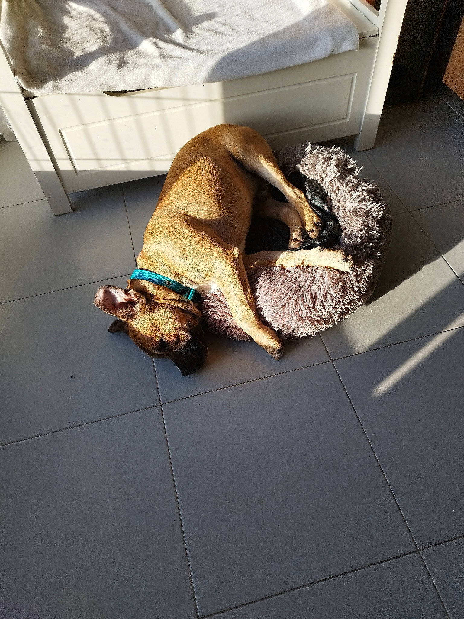 Goku a rejoint le concours — aidez-le/la à gagner de superbes lots ! canidae, carnivore, comfort, companion_dog, dog, dog_breed, dog_supply, fawn, floor, flooring, fur, hardwood, liver, pet_supply, room, snout, tail, toy_dog, wood, working_animal