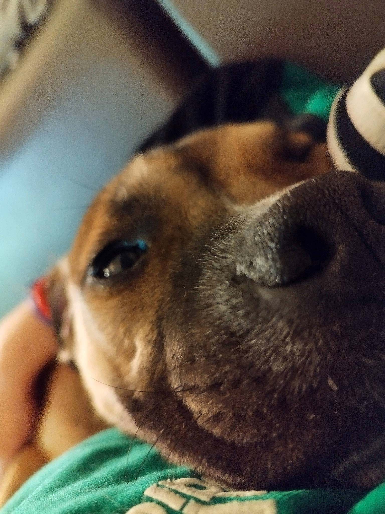 Goku participe au concours pour gagner de l'argent avec cette photo : canidae, carnivore, cloud, comfort, companion_dog, dog, dog_breed, ear, fawn, fur, nap, paw, photography, puppy_love, sleep, snout, sporting_group, toy_dog, whiskers, working_animal