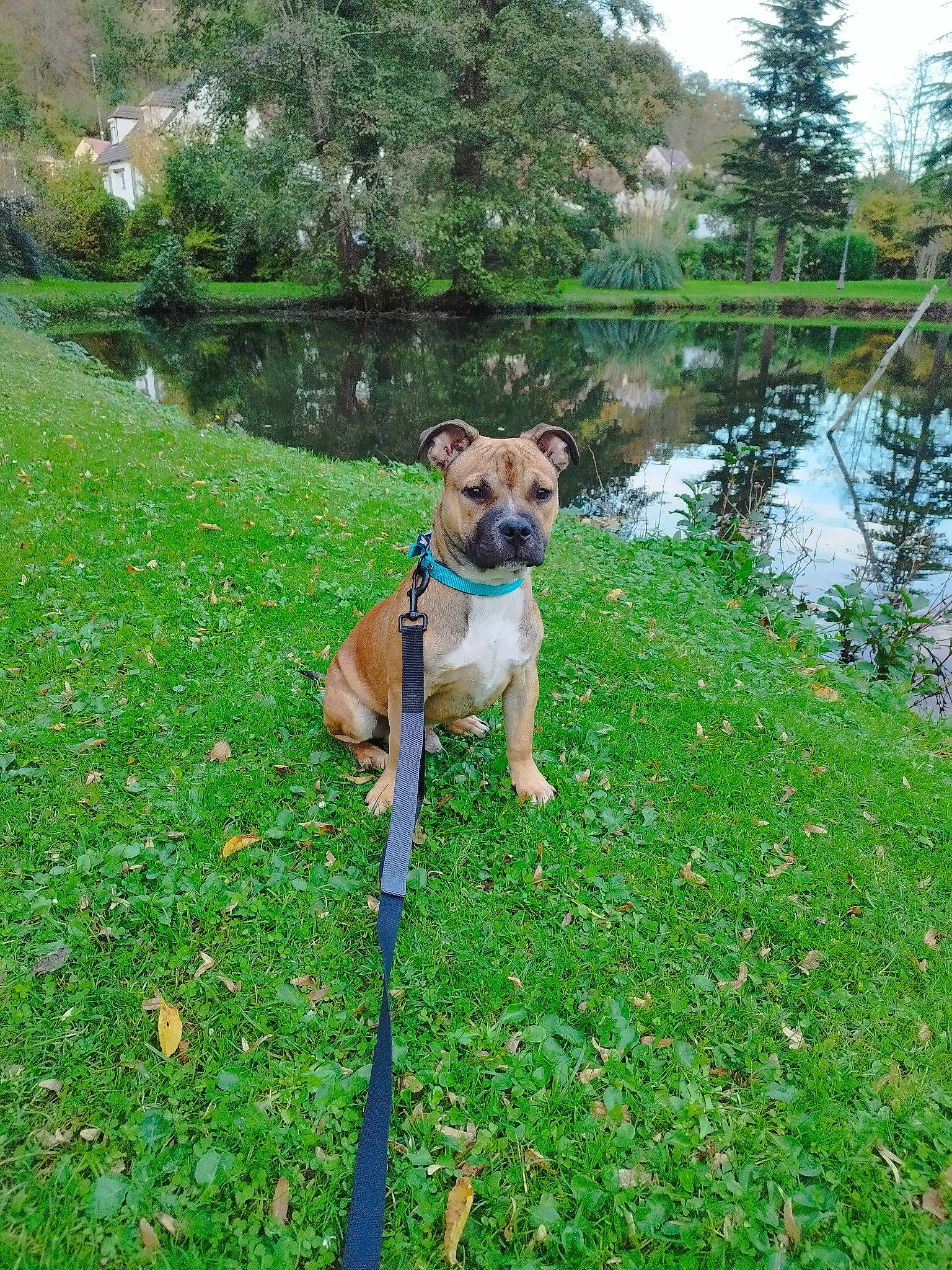 Goku a rejoint le concours — aidez-le/la à gagner de superbes lots ! canidae, carnivore, collar, companion_dog, dog, dog_breed, dog_collar, fawn, grass, groundcover, lake, leash, pet_supply, plant, shrub, sporting_group, tail, tree, water, working_animal