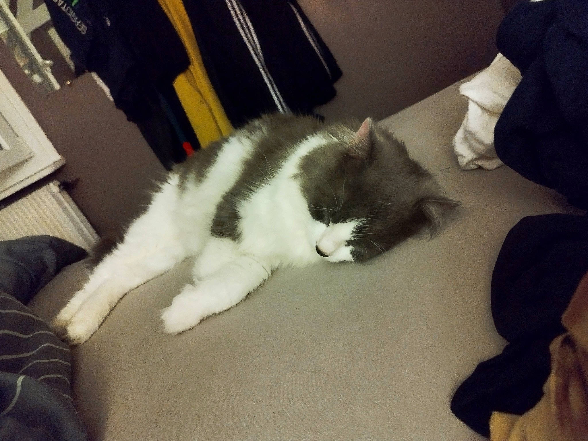 Mushu participe au concours pour gagner de l'argent avec cette photo : box, carnivore, cat, claw, comfort, domestic_short_haired_cat, felidae, flooring, fur, hardwood, human_leg, lap, nap, paw, room, small_to_medium_sized_cats, snout, tail, whiskers, wood