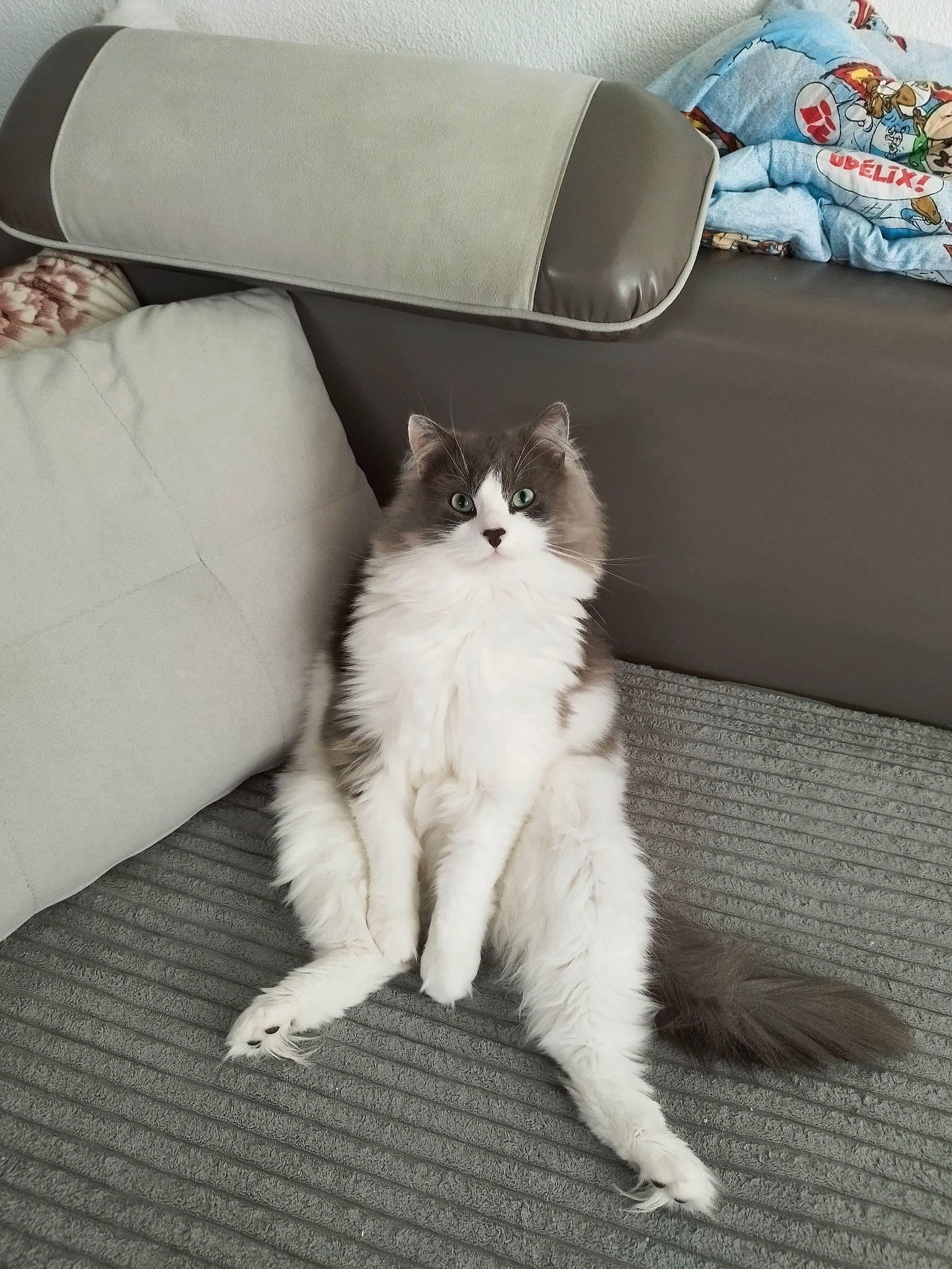 Mushu a rejoint le concours — aidez-le/la à gagner de superbes lots ! carnivore, cat, comfort, couch, domestic_short_haired_cat, felidae, flooring, fur, grey, hardwood, linens, monochrome_photography, paw, rectangle, room, sitting, small_to_medium_sized_cats, tail, whiskers, wood