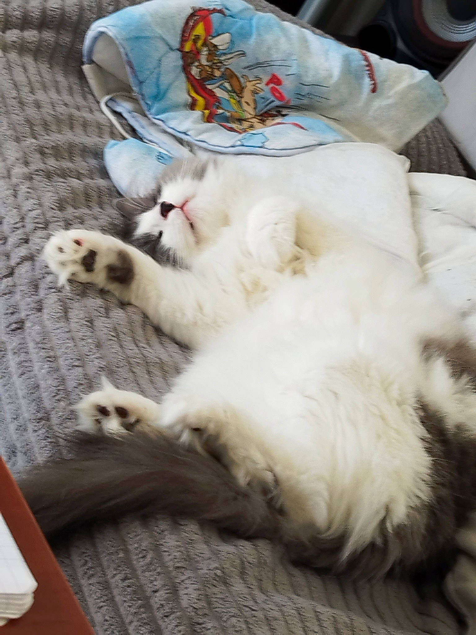 Mushu participe au concours pour gagner de l'argent avec cette photo : carnivore, cat, claw, comfort, domestic_short_haired_cat, felidae, fur, hat, linens, nap, paw, sleep, small_to_medium_sized_cats, tail, whiskers, wood