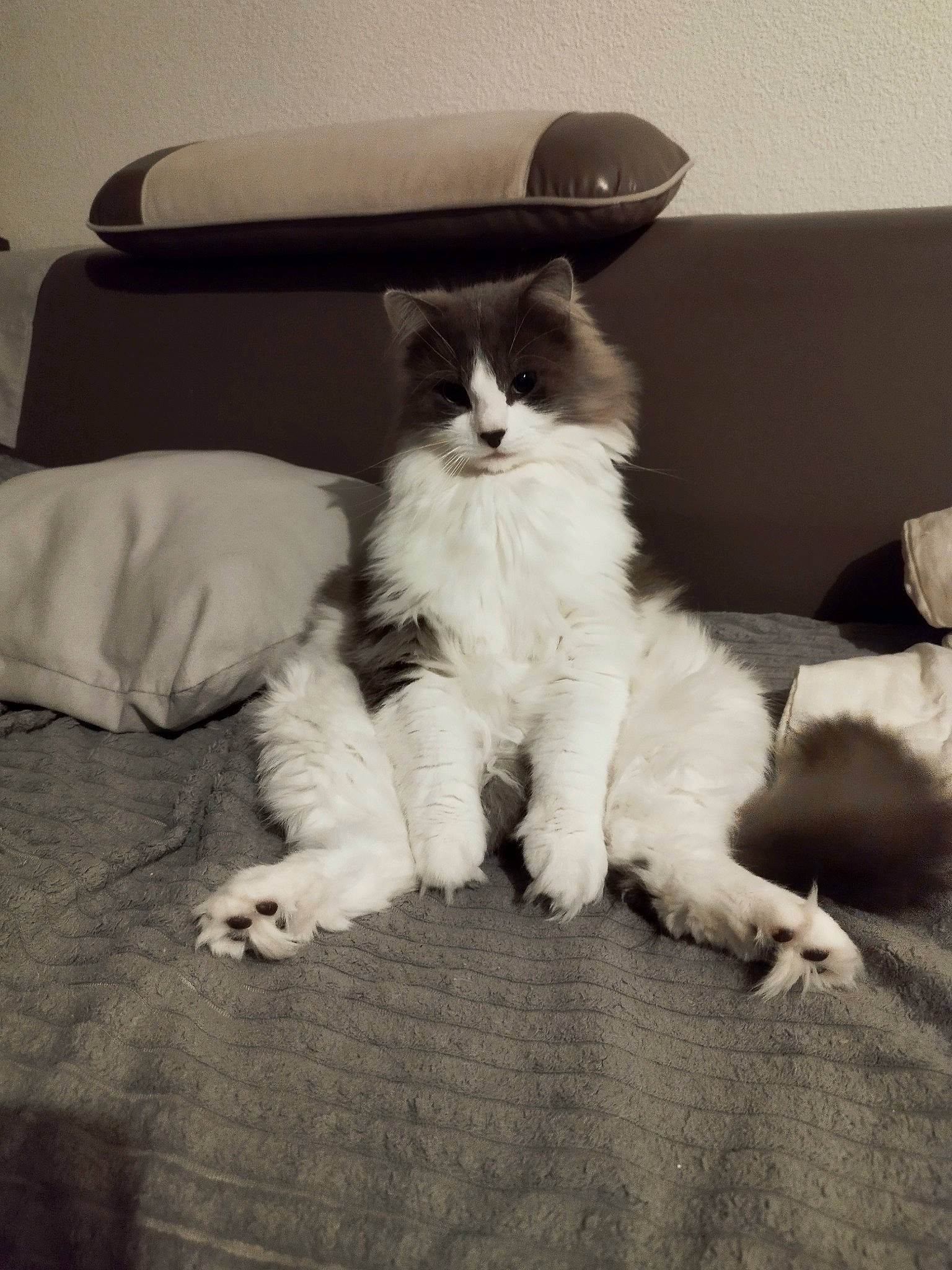 Mushu a rejoint le concours — aidez-le/la à gagner de superbes lots ! bedding, carnivore, cat, comfort, felidae, flooring, fur, grey, hardwood, human_leg, linens, monochrome, monochrome_photography, paw, room, sitting, small_to_medium_sized_cats, tail, whiskers, wood