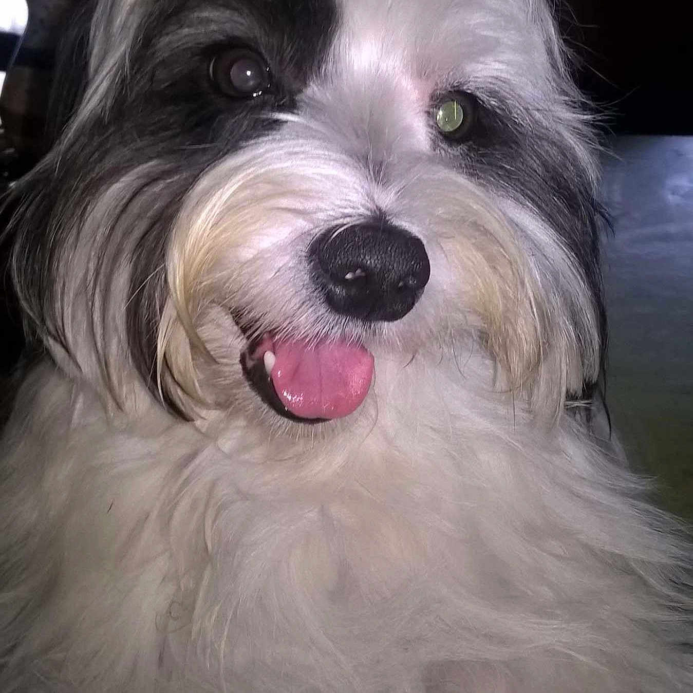 Justy a rejoint le concours — aidez-le/la à gagner de superbes lots ! dog, pet, shaggy_fur, long_hair, black_and_white, close_up, portrait, tongue, happy, playful, friendly, nose, eyes, animal, mammal, indoor, flash_photography, fur, companion_animal, silly_expression
