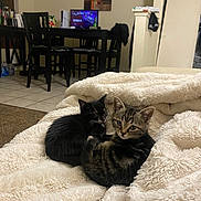 Yara is registered to the contest to win money with this photo: kitten, cat, black_cat, tabby_cat, blanket, furry, cute, pet, animal, indoor, cozy, fur, resting, snuggling, living_room, furniture, table, chair, floor, home