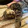 animal, cat, closeup, cozy, cute, fluffy_blanket, fur, indoor, kitten, nap, paw, pet, relaxing, resting, sleeping, soft_texture, striped, tabby, whiskers, young