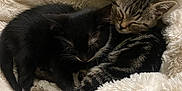Yara And Kila is registered to the contest to win money with this photo: kitten, cat, sleeping, black_cat, tabby_cat, fluffy_blanket, cozy, cute, pet, animal, feline, resting, snuggling, soft_texture, domestic_cat, two_kittens, fur, close_up, indoors, comfort