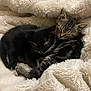 kitten, cat, sleeping, black_cat, tabby_cat, fluffy_blanket, cozy, cute, pet, animal, feline, resting, snuggling, soft_texture, domestic_cat, two_kittens, fur, close_up, indoors, comfort