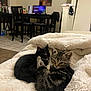 Yara And Kila joined the competition — help win amazing prizes! kitten, cat, black_cat, tabby_cat, blanket, cozy, indoor, living_room, furniture, table, chair, computer, floor, tile, carpet, sleepy, cute, pets, animal, resting