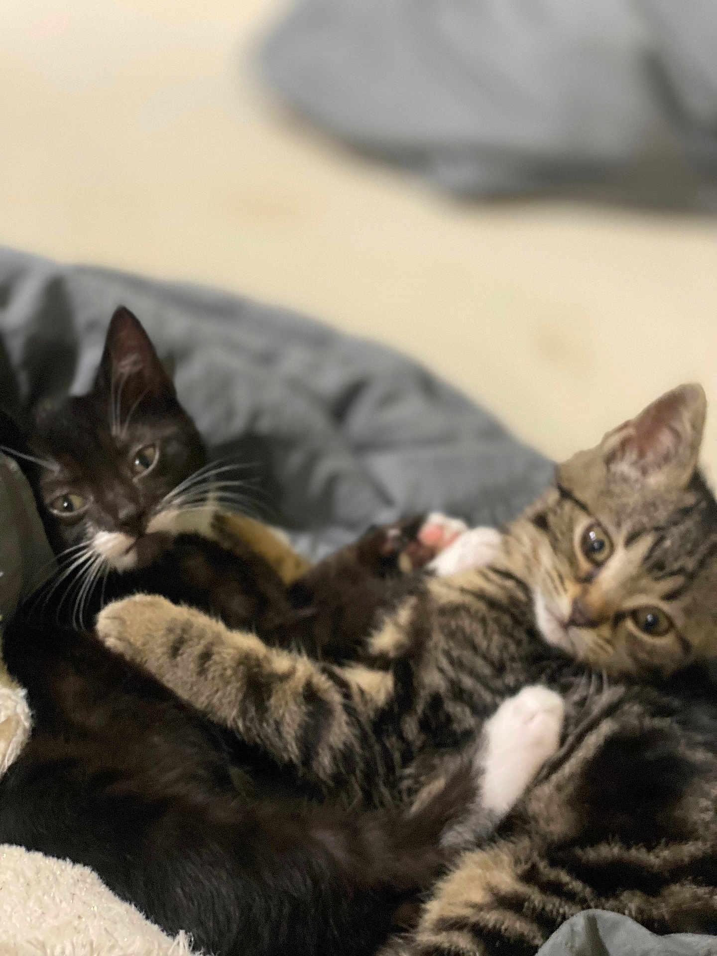 Yara And Kila is registered to the contest to win money with this photo: cat, kitten, tabby, black_cat, pet, animal, cute, feline, whiskers, ears, eyes, fur, cuddle, snuggle, blanket, indoor, sleepy, resting, closeup, paw