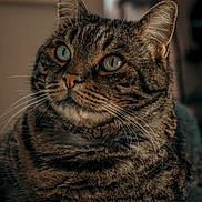 Magnum participe au concours pour gagner de l'argent avec cette photo : cat, tabby, indoor, pet, animal, fur, whiskers, close_up, portrait, relaxed, cute, domestic_cat, mammal, feline, eyes, ears, sitting, cozy, soft_light, blurred_background