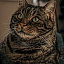 cat, tabby, indoor, pet, animal, fur, whiskers, close_up, portrait, relaxed, cute, domestic_cat, mammal, feline, eyes, ears, sitting, cozy, soft_light, blurred_background