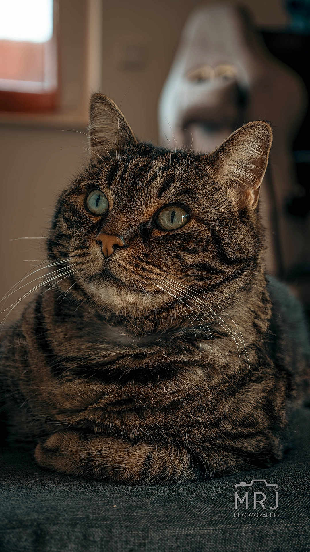 Magnum participe au concours pour gagner de l'argent avec cette photo : cat, tabby, indoor, pet, animal, fur, whiskers, close_up, portrait, relaxed, cute, domestic_cat, mammal, feline, eyes, ears, sitting, cozy, soft_light, blurred_background