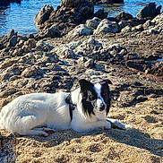 Boby participe au concours pour gagner de l'argent avec cette photo : dog, beach, sand, rocks, sea, water, sunlight, outdoor, nature, animal, canine, coast, relaxing, summer, daytime, white, black, lying_down, scenic, calm