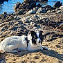 dog, beach, sand, rocks, sea, water, sunlight, outdoor, nature, animal, canine, coast, relaxing, summer, daytime, white, black, lying_down, scenic, calm