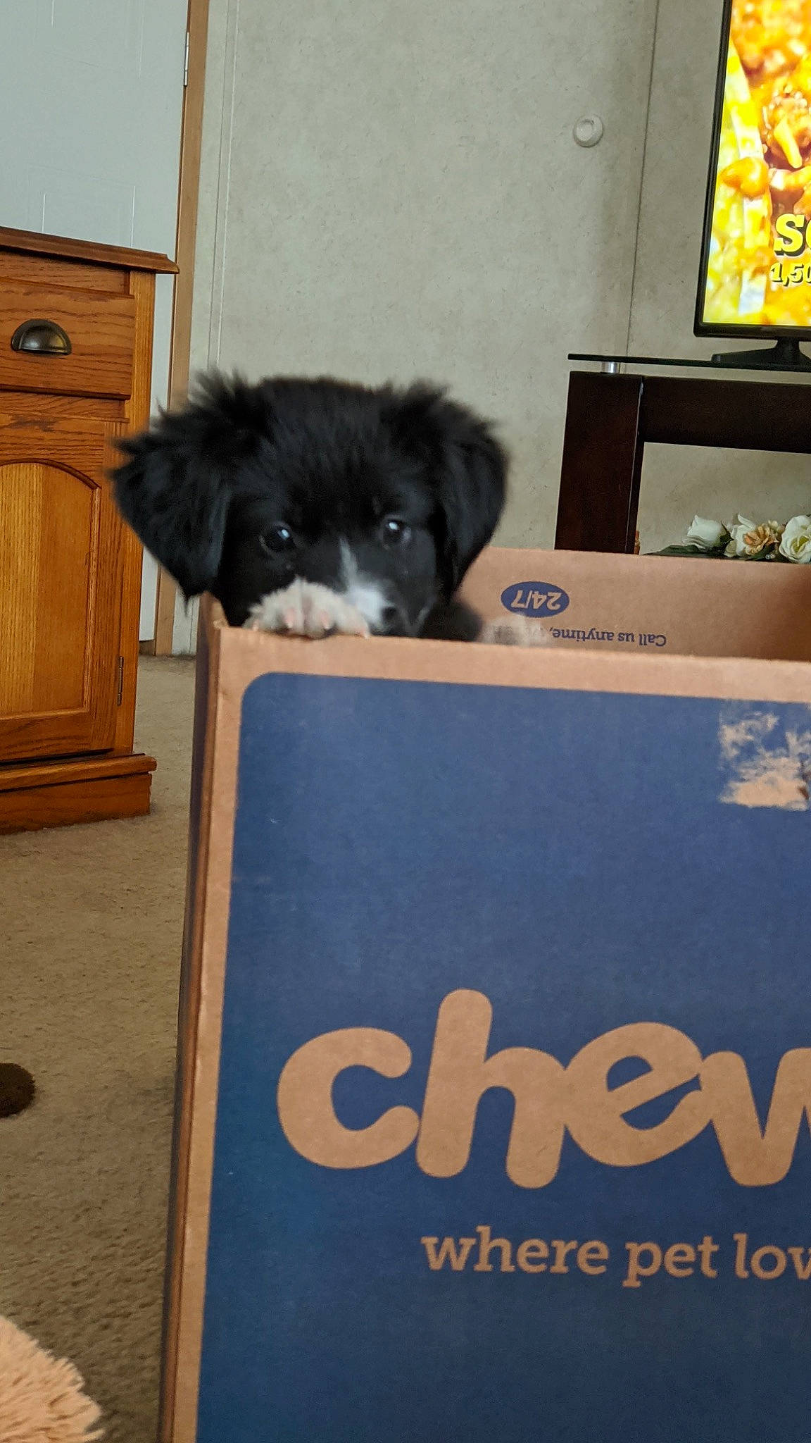 Kyra joined the competition — help win amazing prizes! bolonka, canidae, carnivore, companion_dog, dog, dog_breed, havanese, morkie, paw, puppy, schnoodle, shih_tzu, sporting_group, toy_dog