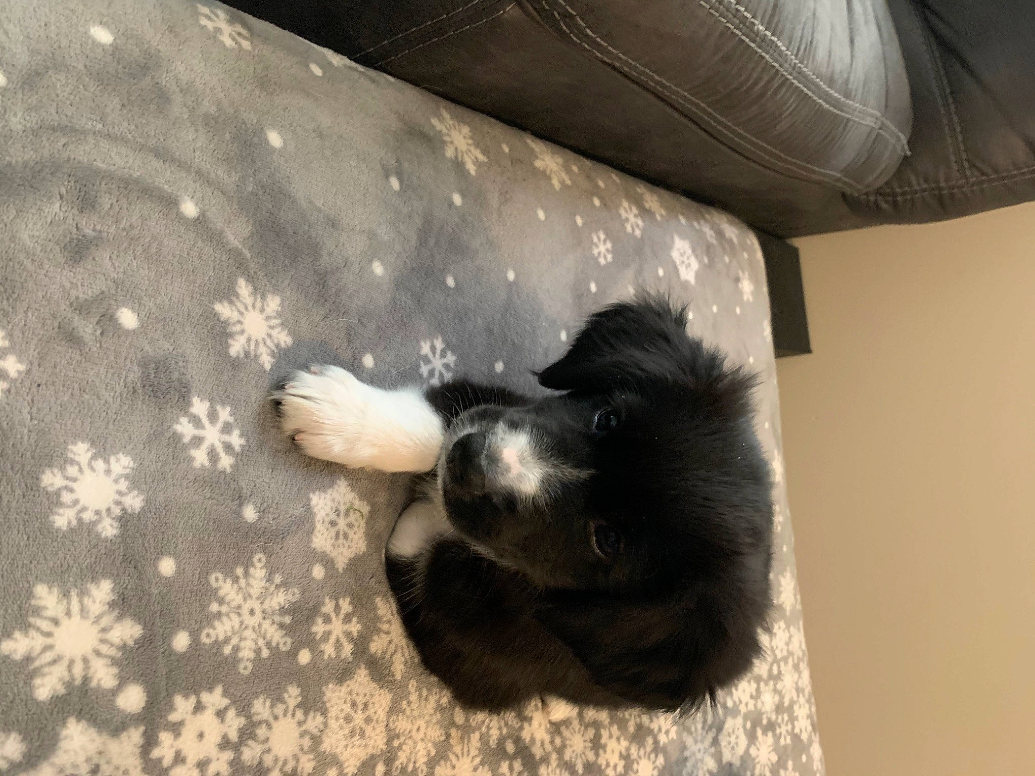 Kyra joined the competition — help win amazing prizes! canidae, carnivore, cat, companion_dog, dog, dog_breed, miniature_schnauzer, nap, paw, puppy, shih_tzu, sporting_group, tail