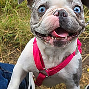 Véra a rejoint le concours — aidez-le/la à gagner de superbes lots ! puppy, dog, blue_eyes, pink_harness, grass, outdoor, playful, pet, canine, animal, happy, close_up, young_dog, nature, grass_field, excited, tongue_out, fur, ears, snout