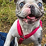 puppy, dog, blue_eyes, pink_harness, grass, outdoor, playful, pet, canine, animal, happy, close_up, young_dog, nature, grass_field, excited, tongue_out, fur, ears, snout