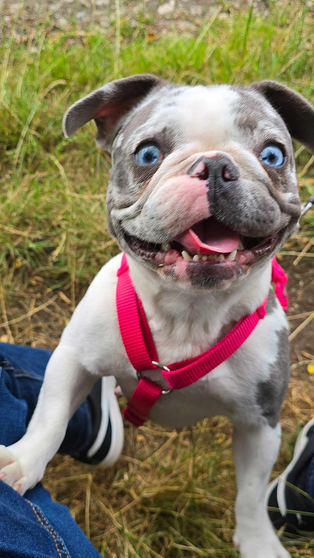 Véra a rejoint le concours — aidez-le/la à gagner de superbes lots ! puppy, dog, blue_eyes, pink_harness, grass, outdoor, playful, pet, canine, animal, happy, close_up, young_dog, nature, grass_field, excited, tongue_out, fur, ears, snout