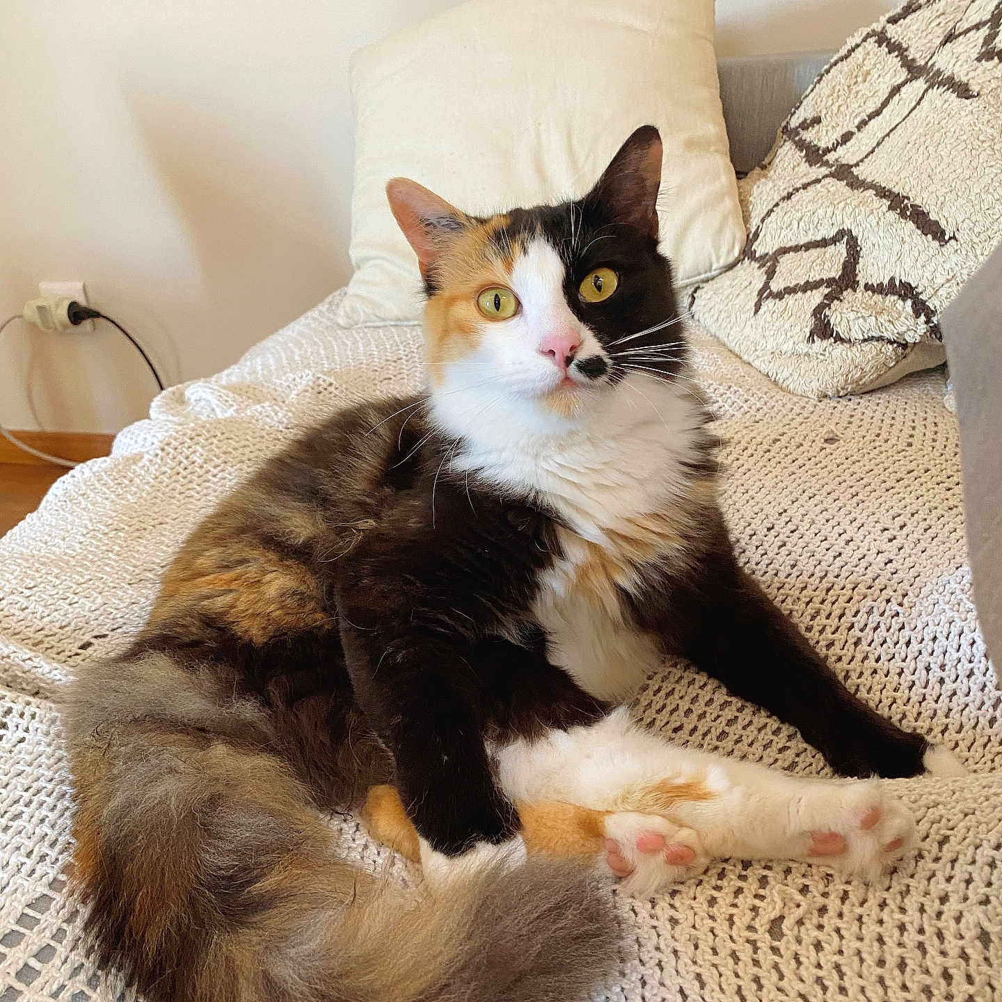 Vénus participe au concours pour gagner de l'argent avec cette photo : abyssinian, animal, architecture, bed, bedroom, blanket, building, cat, chair, couch, cushion, furniture, homedecor, indoors, kitten, livingroom, manx, pet, pillow, room