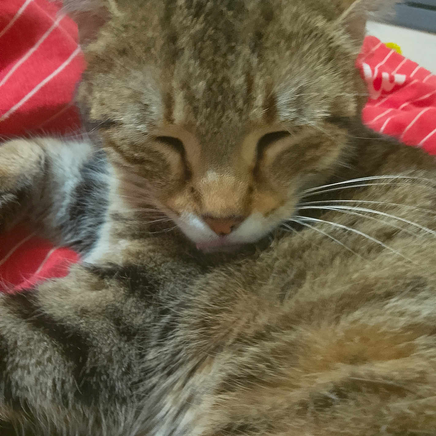 Minette participe au concours pour gagner de l'argent avec cette photo : abyssinian, animal, blanket, cat, couch, furniture, kitten, manx, person, pet, siamese, sleeping