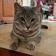 Hazey is registered to the contest to win money with this photo: cat, tabby, indoor, floor, tile, wood_floor, animal, pet, whiskers, ears, paws, kitchen, cabinet, decor, curious, closeup, feline, relaxed, looking, household