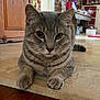 cat, tabby, indoor, floor, tile, wood_floor, animal, pet, whiskers, ears, paws, kitchen, cabinet, decor, curious, closeup, feline, relaxed, looking, household