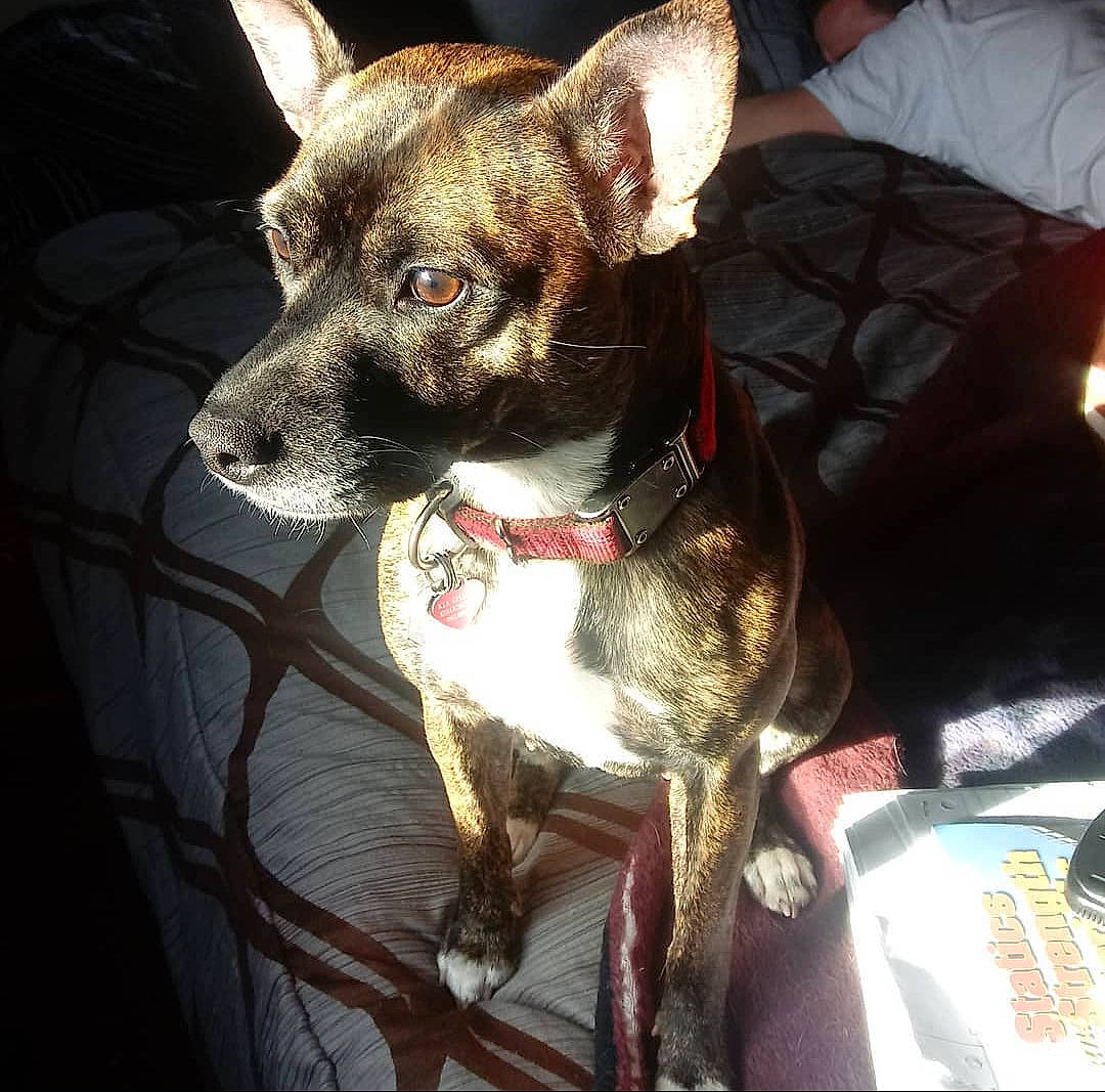 Kia joined the competition — help win amazing prizes! canidae, carnivore, collar, companion_dog, dog, dog_breed, dog_clothes, dog_collar, dog_supply, fawn, fur, leash, metal, non_sporting_group, pet_supply, snout, sporting_group, terrestrial_animal, whiskers, working_animal