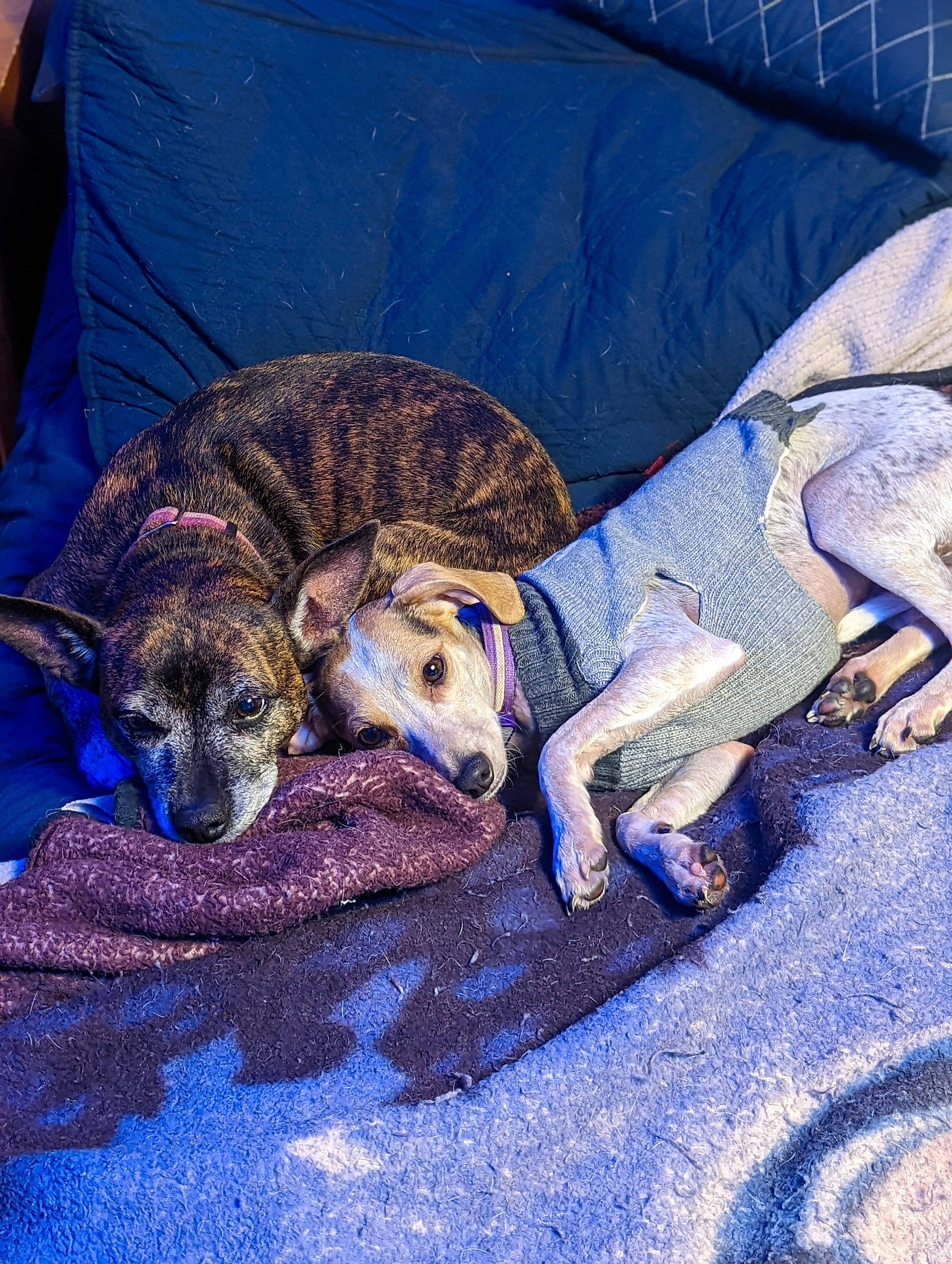 Kia is registered to the contest to win money with this photo: blue, canidae, carnivore, comfort, companion_dog, couch, dog, dog_breed, electric_blue, fawn, fur, sighthound, sporting_group, tail, terrestrial_animal, vertebrate, working_animal