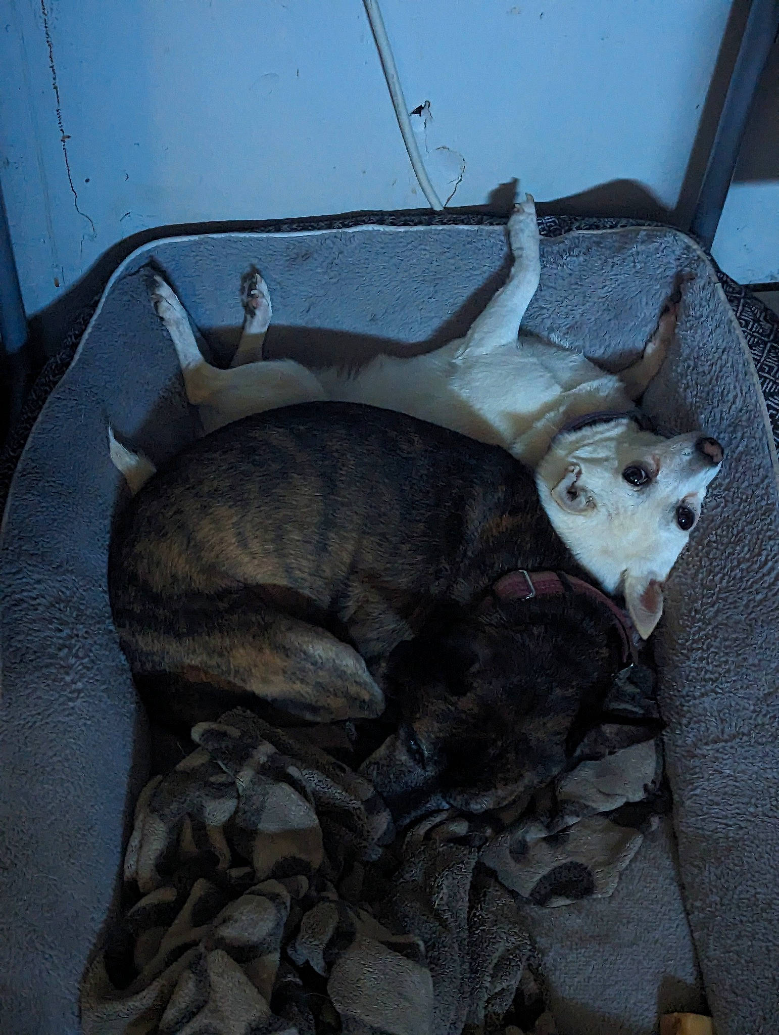 Kia joined the competition — help win amazing prizes! bag, carnivore, cat, claw, comfort, dog_breed, fawn, felidae, fur, hat, linens, luggage_and_bags, python, reptile, scaled_reptile, small_to_medium_sized_cats, tail, terrestrial_animal, vehicle_door, whiskers