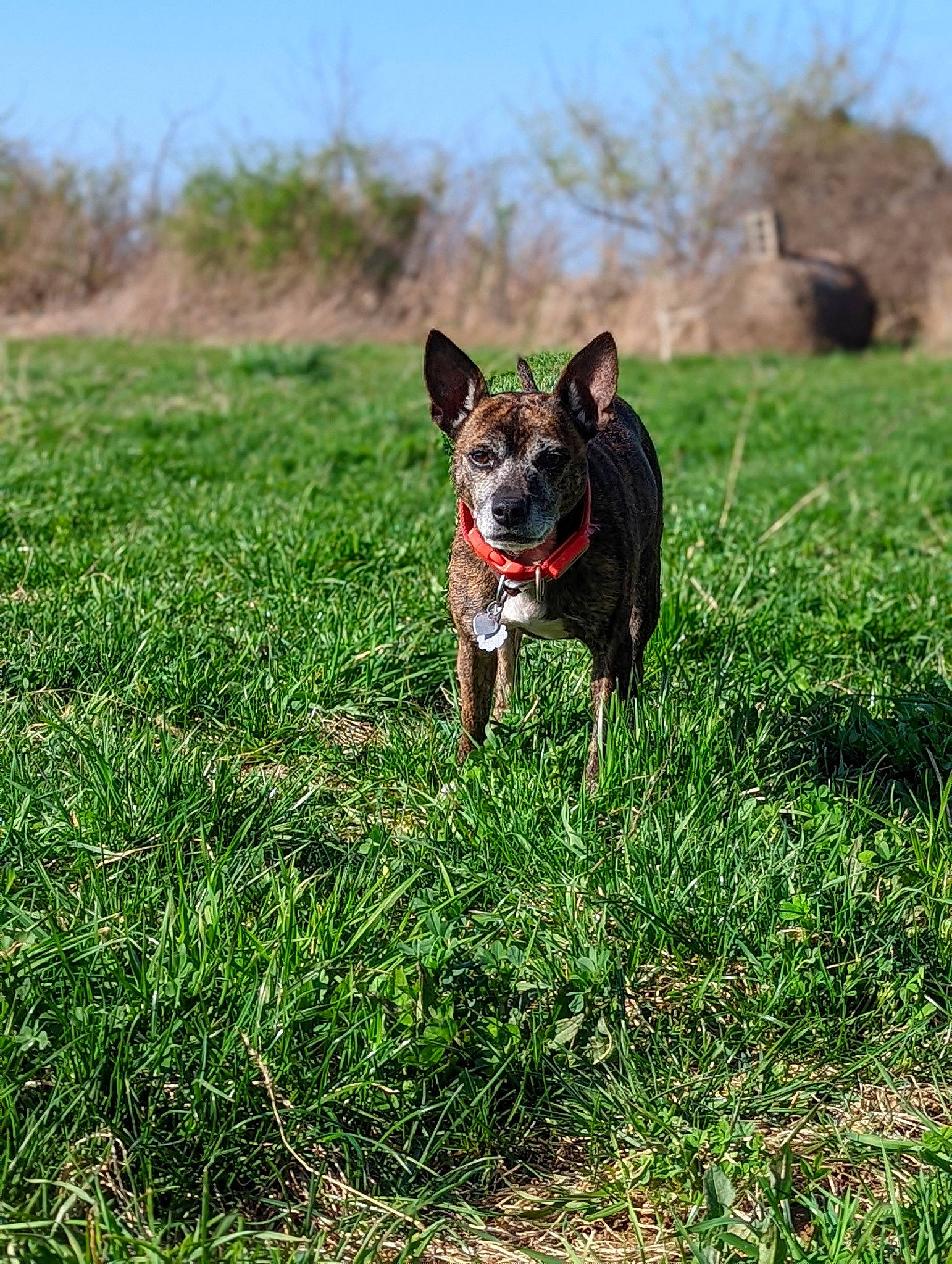 Kia is registered to the contest to win money with this photo: adventure, canidae, carnivore, companion_dog, dog, dog_breed, fawn, grass, grassland, hunting_dog, pasture, plant, sky, snout, soil, sporting_group, terrestrial_animal, tree, working_animal, working_dog