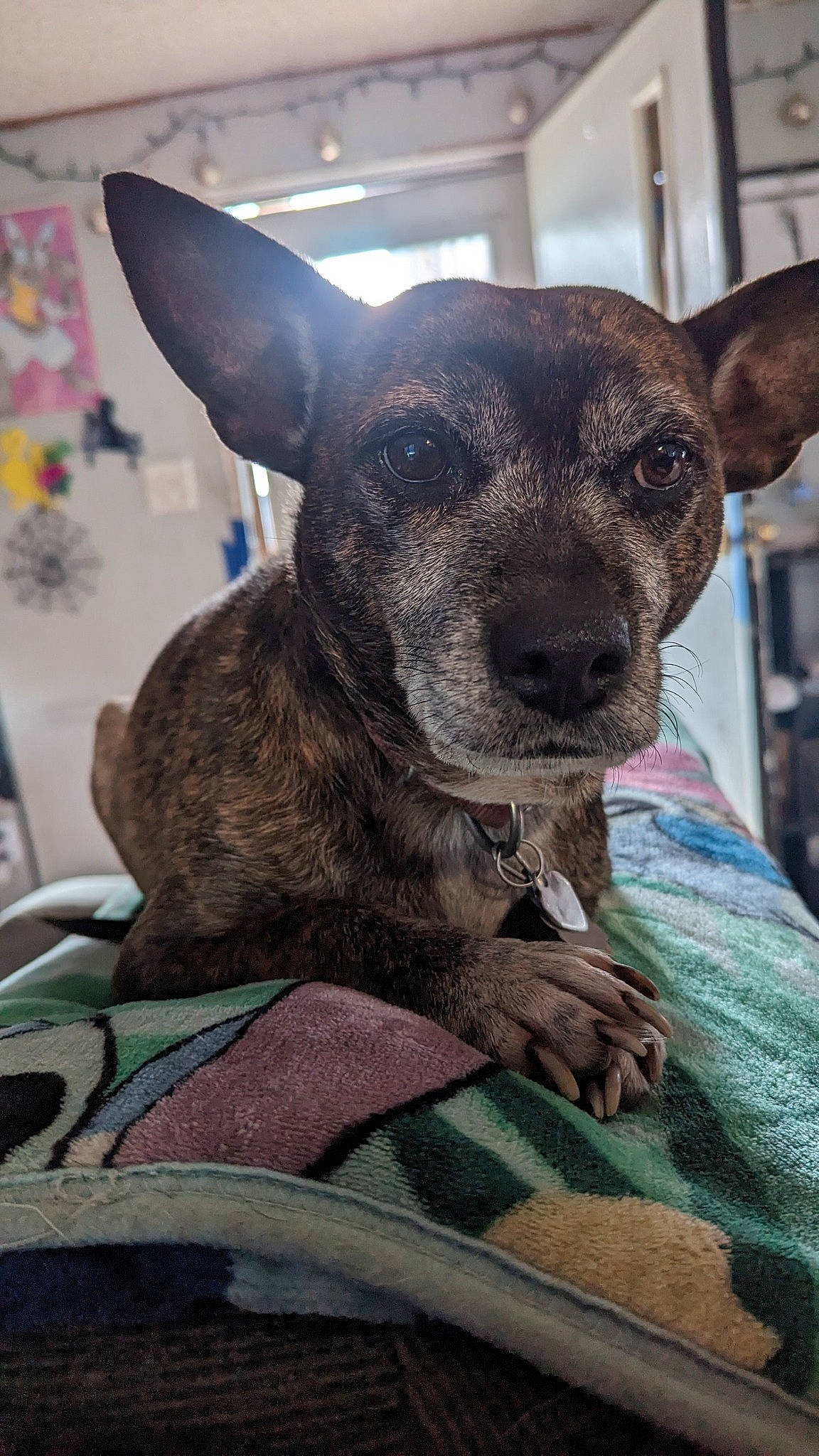 Kia joined the competition — help win amazing prizes! canidae, carnivore, collar, companion_dog, dog, dog_breed, ear, fawn, fur, non_sporting_group, pattern, puppy, snout, sporting_group, terrestrial_animal, texas_heeler, toy_dog, whiskers, working_animal