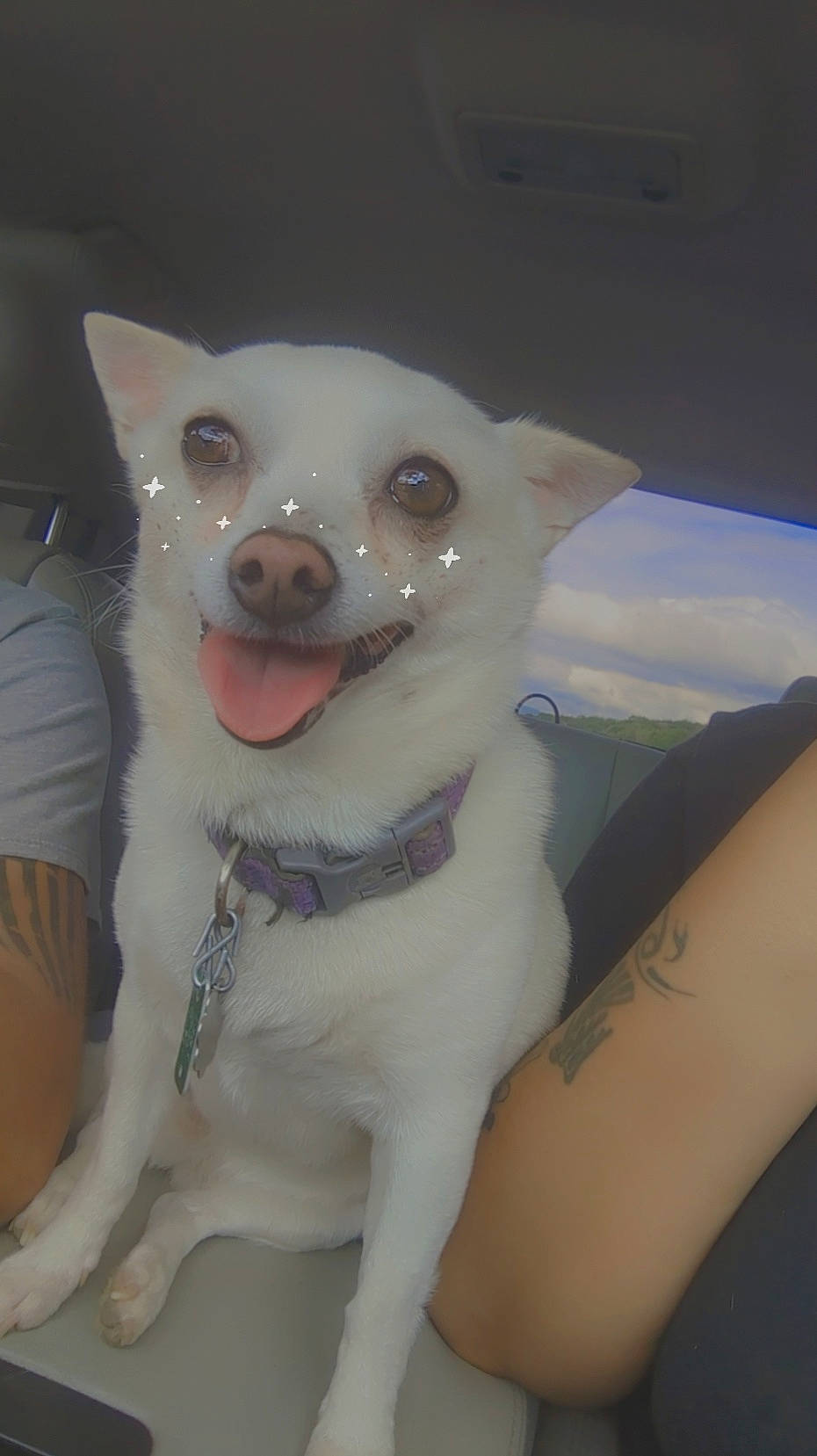 Vita is registered to the contest to win money with this photo: canidae, carnivore, chihuahua, collar, companion_dog, dog, dog_breed, elbow, fang, fawn, felidae, fur, grey, japanese_spitz, red_eye_effect, snout, tail, toy_dog, whiskers, working_animal