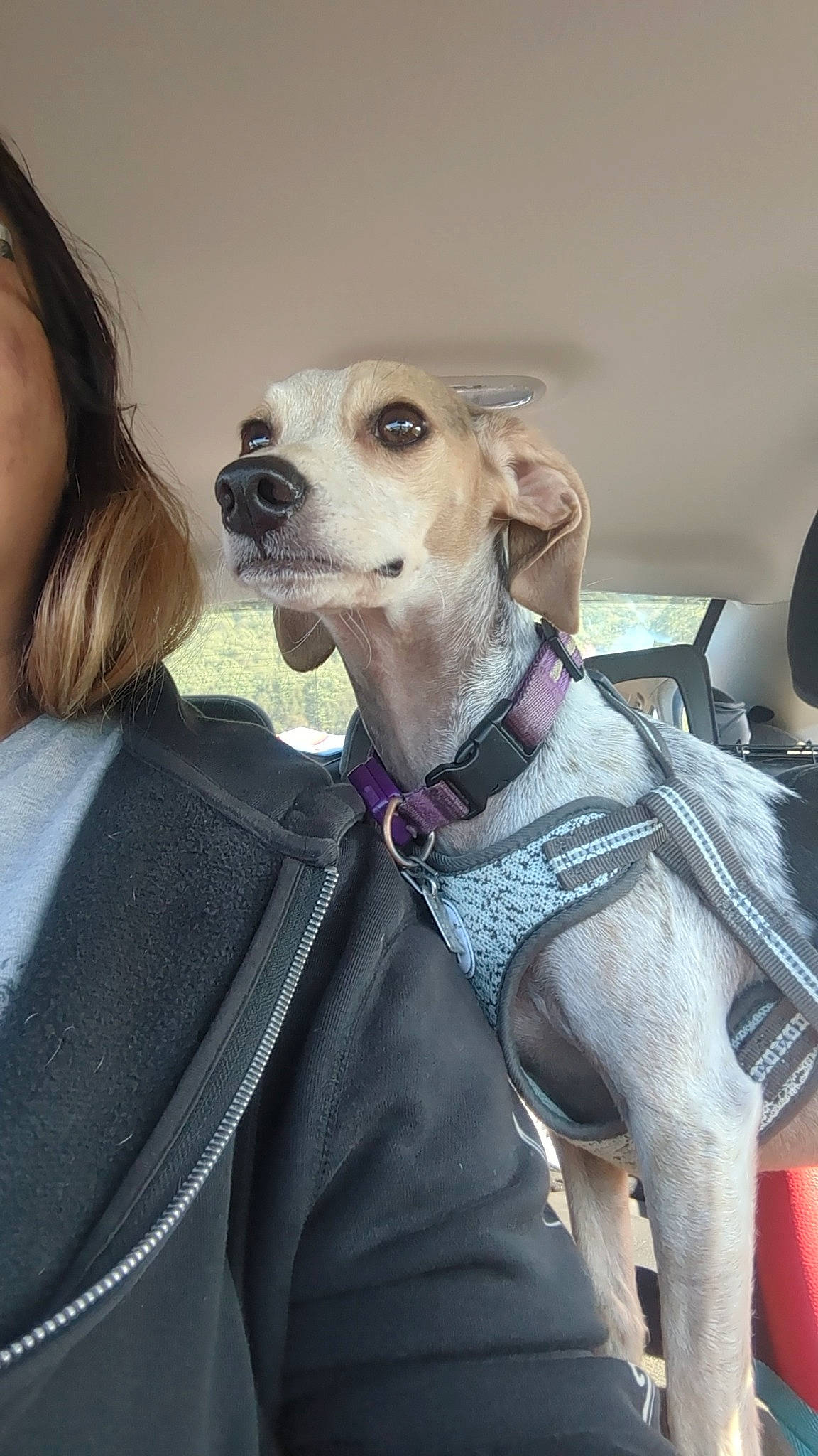 Bane is registered to the contest to win money with this photo: canidae, carnivore, chihuahua, collar, companion_dog, dog, dog_breed, dog_collar, dog_supply, ear, eyewear, fashion_accessory, fawn, happy, snout, sporting_group, toy_dog, vision_care, whiskers, working_animal