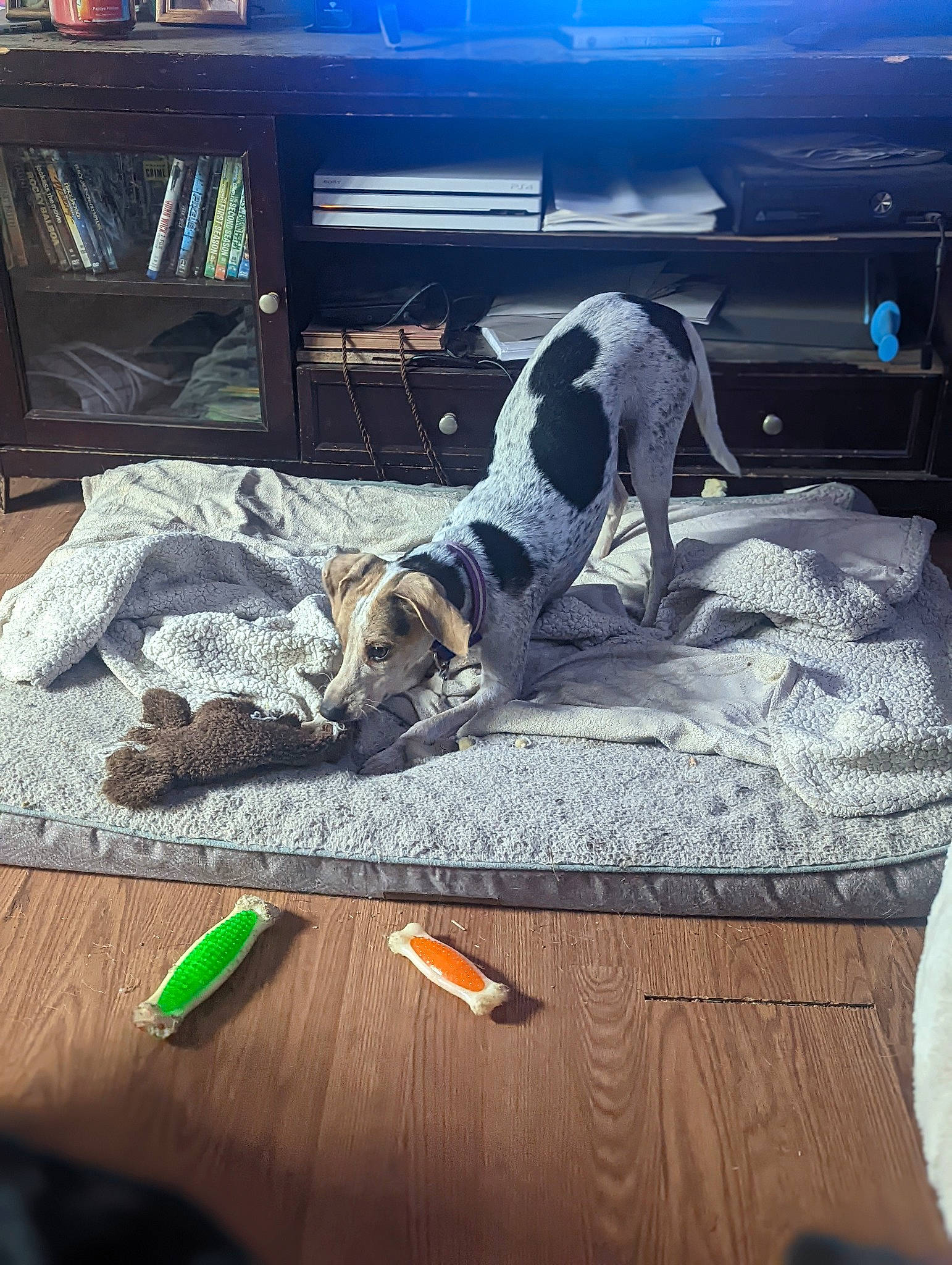 Bane joined the competition — help win amazing prizes! automotive_exterior, automotive_tire, car, carnivore, comfort, companion_dog, dog, dog_breed, floor, flooring, hardwood, mammal, metal, rectangle, sporting_group, tints_and_shades, vehicle, vehicle_door, vertebrate, wood