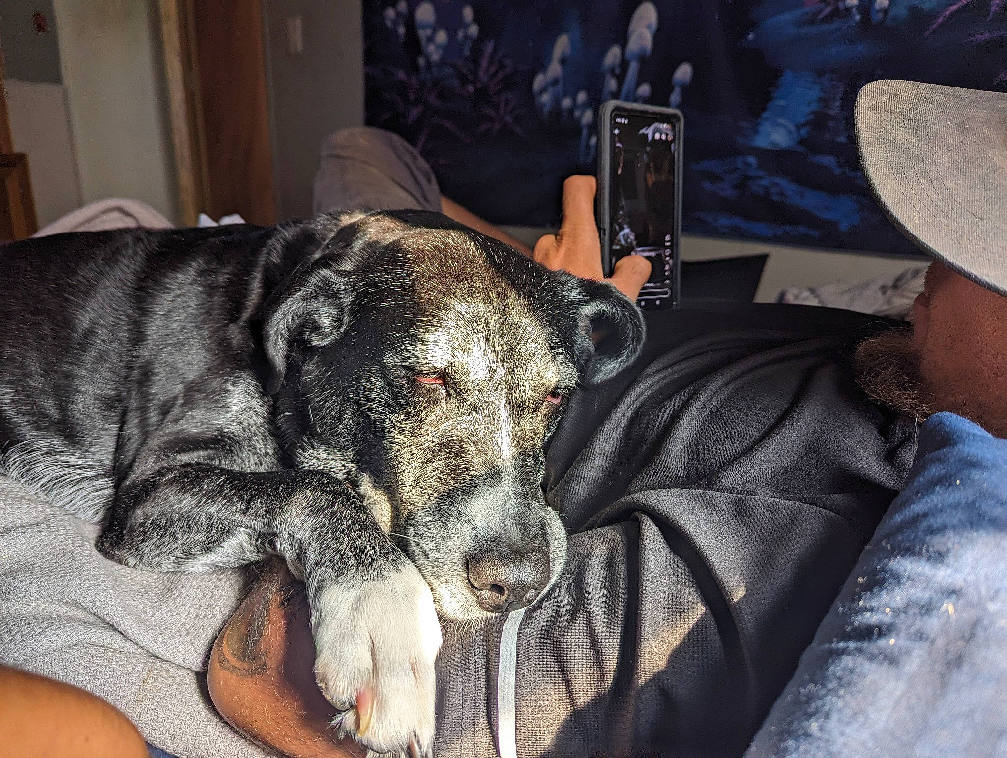 Pebbles joined the competition — help win amazing prizes! canidae, carnivore, chair, comfort, companion_dog, dog, dog_breed, fedora, fur, guard_dog, hat, human_leg, sitting, snout, sporting_group, sun_hat, terrestrial_animal, whiskers, working_animal, working_dog