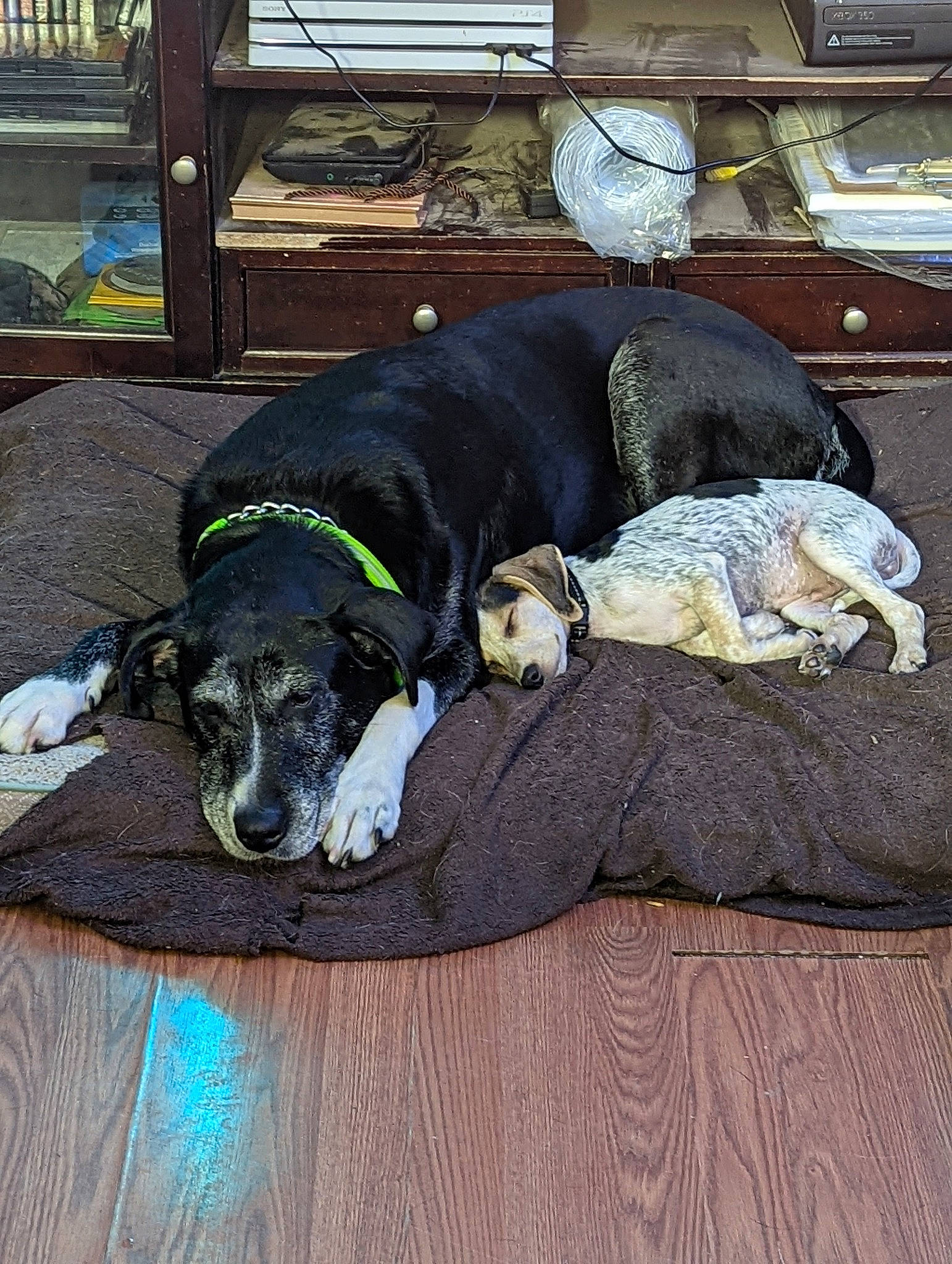 Pebbles joined the competition — help win amazing prizes! borador, canidae, carnivore, collar, comfort, companion_dog, dog, dog_breed, dog_collar, dog_supply, fawn, fur, grey, guard_dog, hardwood, non_sporting_group, pet_supply, snout, sporting_group, working_animal