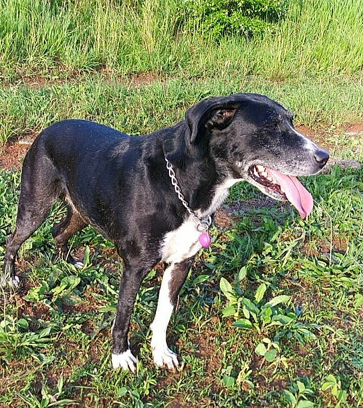 Pebbles is registered to the contest to win money with this photo: borador, canidae, carnivore, collar, companion_dog, dog, dog_breed, dog_collar, dog_supply, grass, gun_dog, hunting_dog, leash, plant, snout, sporting_group, tail, terrestrial_animal, working_animal, working_dog